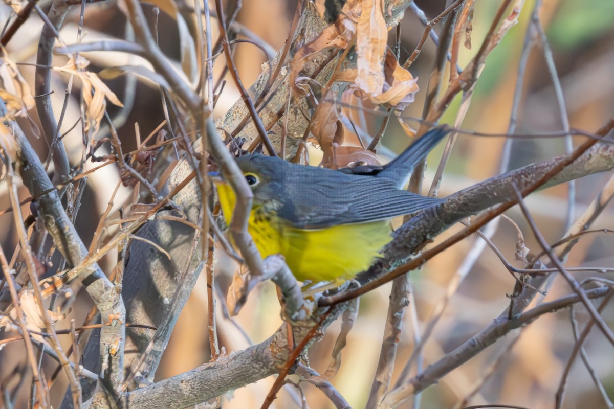 Reinita Canadiense - ML644269734