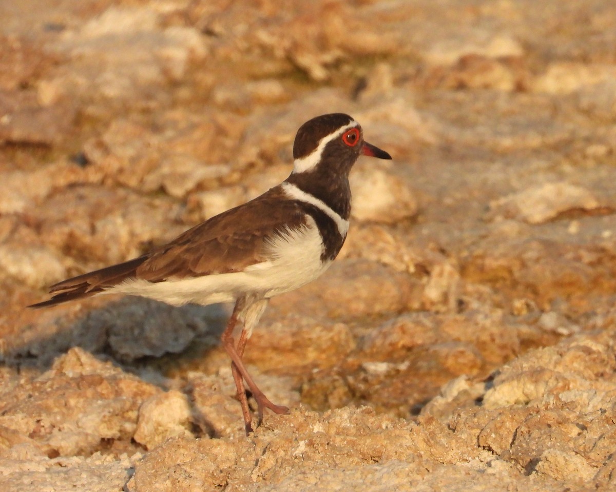 Dreiband-Regenpfeifer - ML644269737