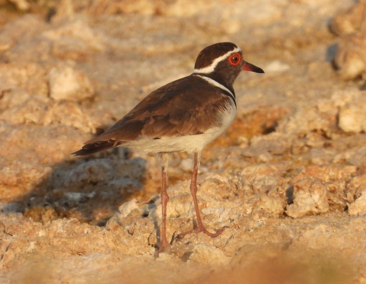 Dreiband-Regenpfeifer - ML644269738