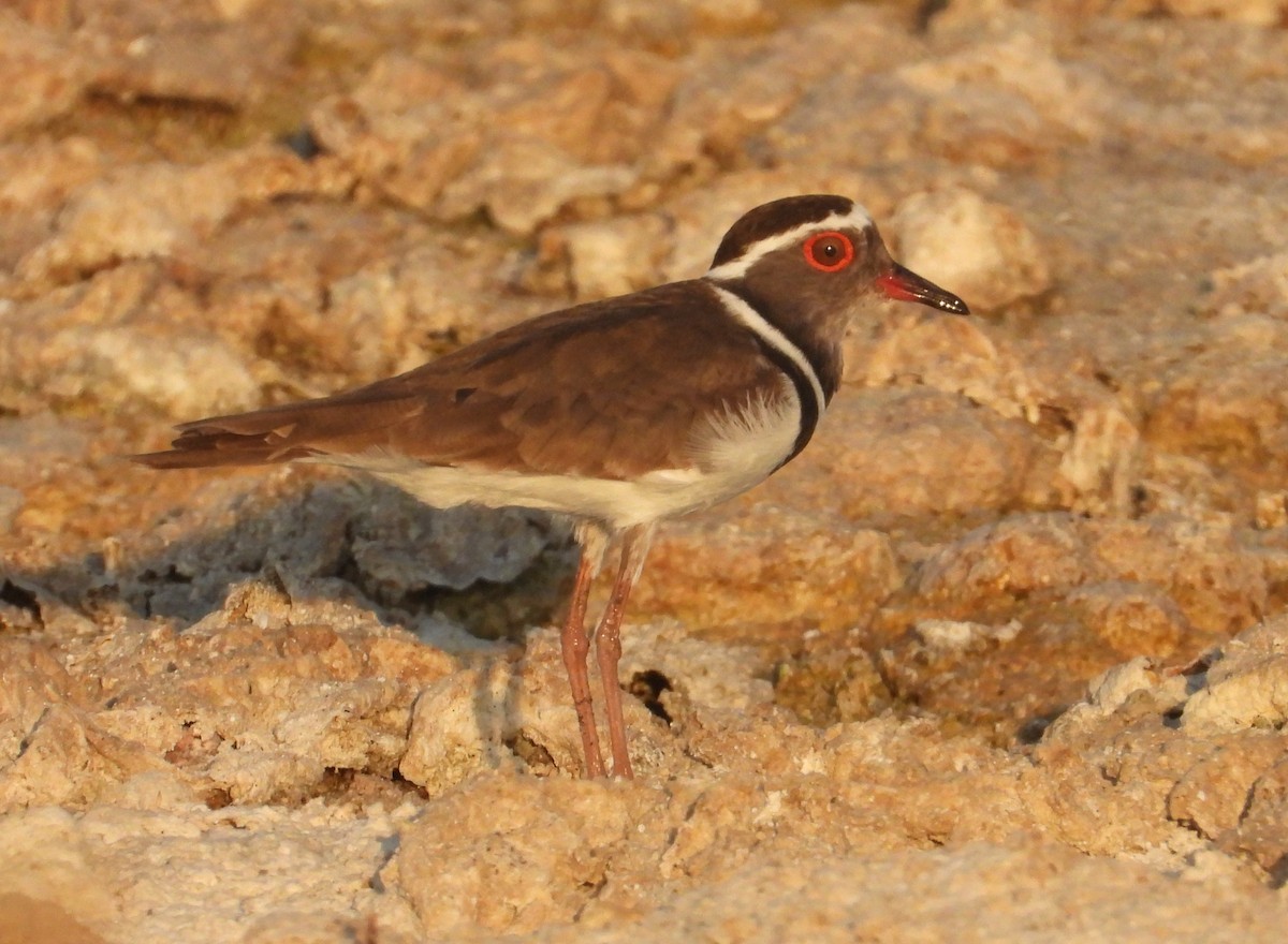 Dreiband-Regenpfeifer - ML644269739