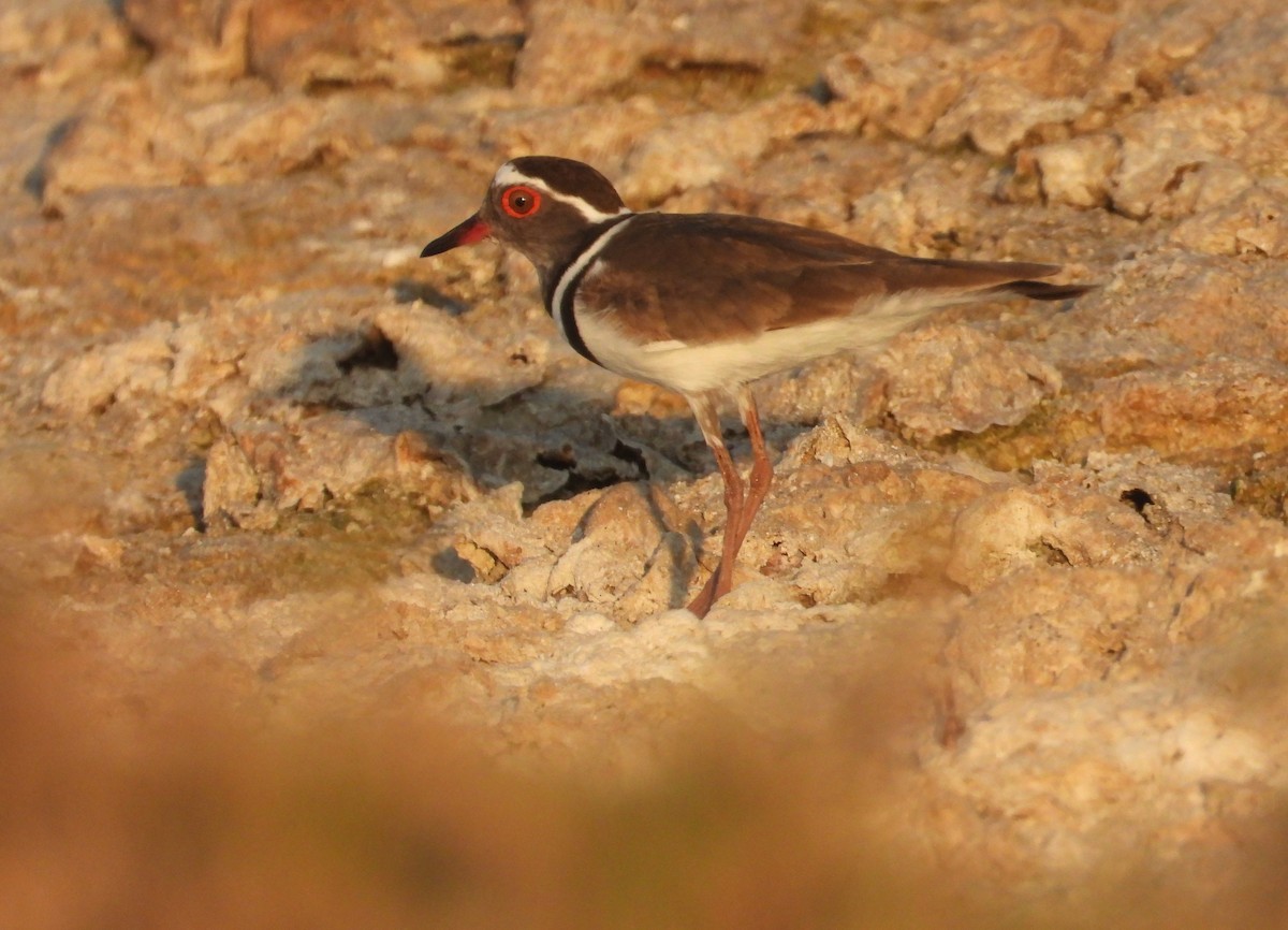 Dreiband-Regenpfeifer - ML644269740