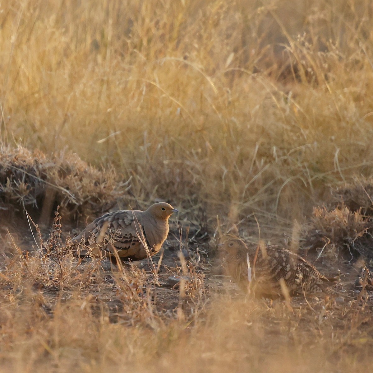 Ganga azpiarrea - ML644269741