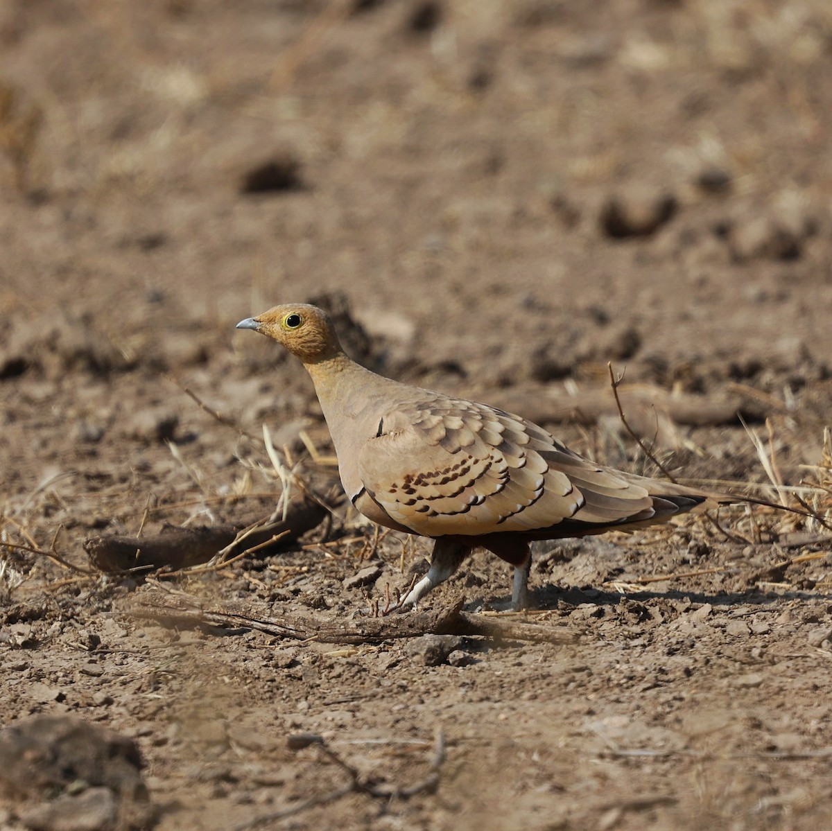 Ganga azpiarrea - ML644269744