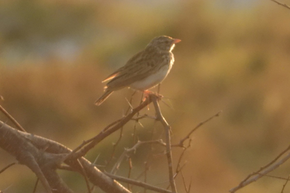 Alondra Malgache - ML644269759