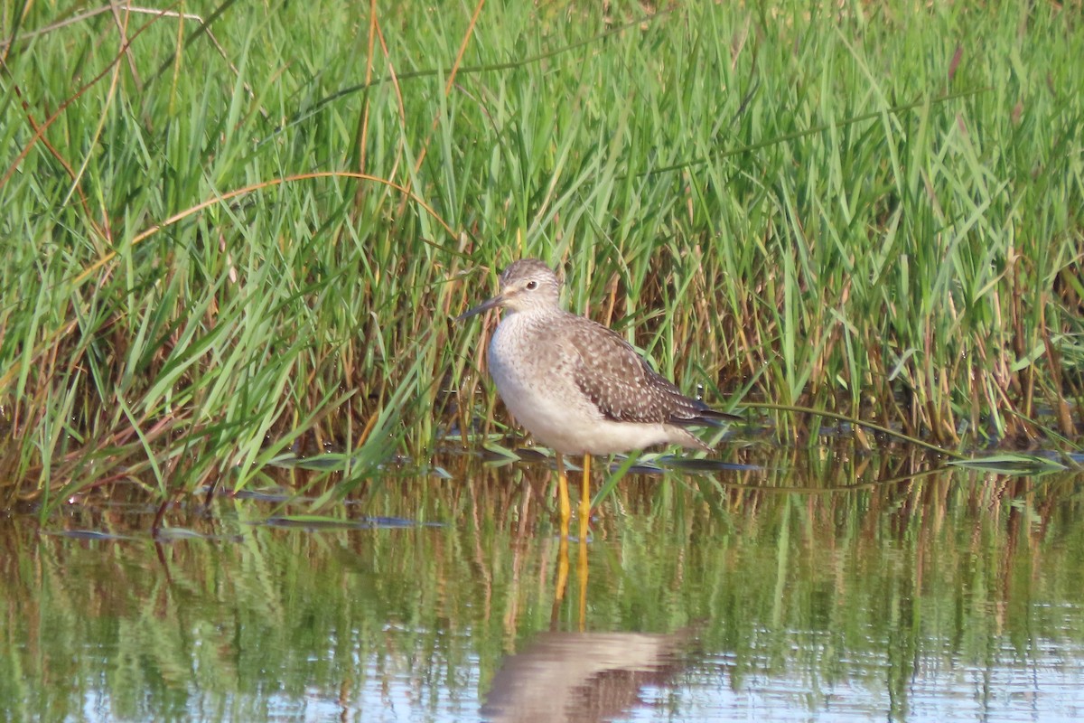 vodouš žlutonohý - ML644269762