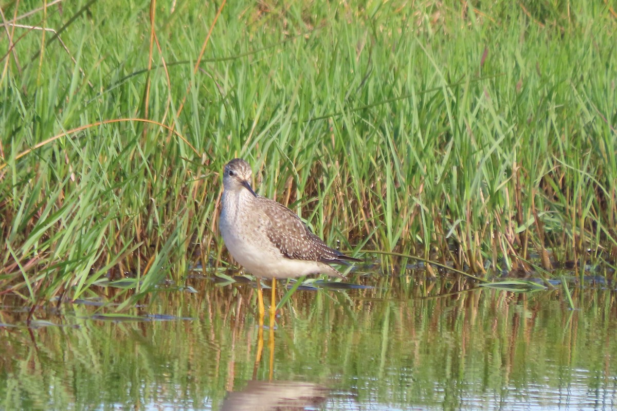 vodouš žlutonohý - ML644269763