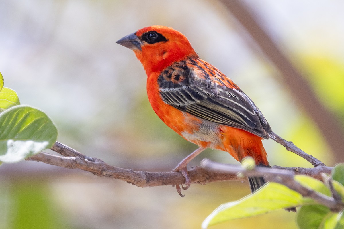 Foudi rouge - ML644269774