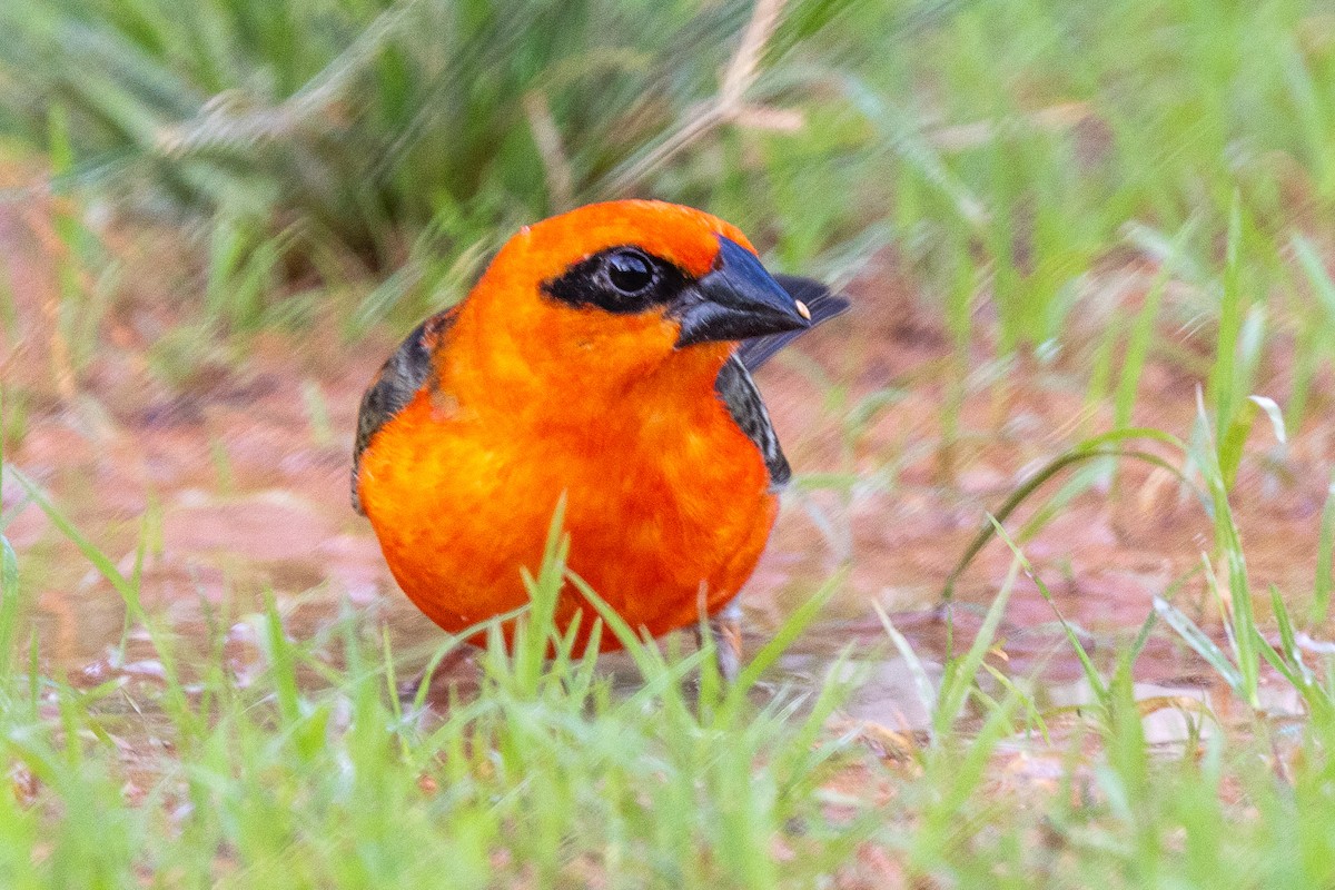 Foudi rouge - ML644269776