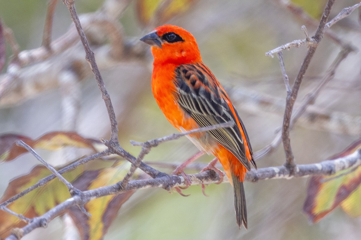 Foudi rouge - ML644269777