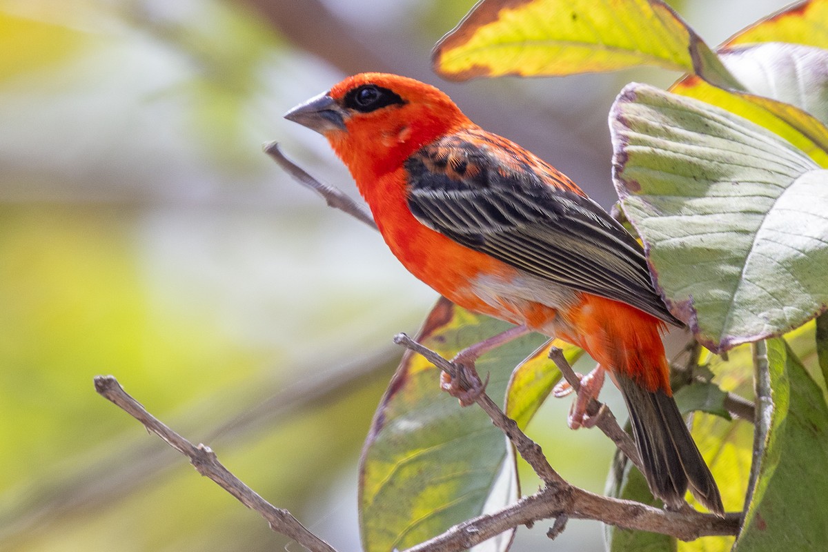 Foudi rouge - ML644269778