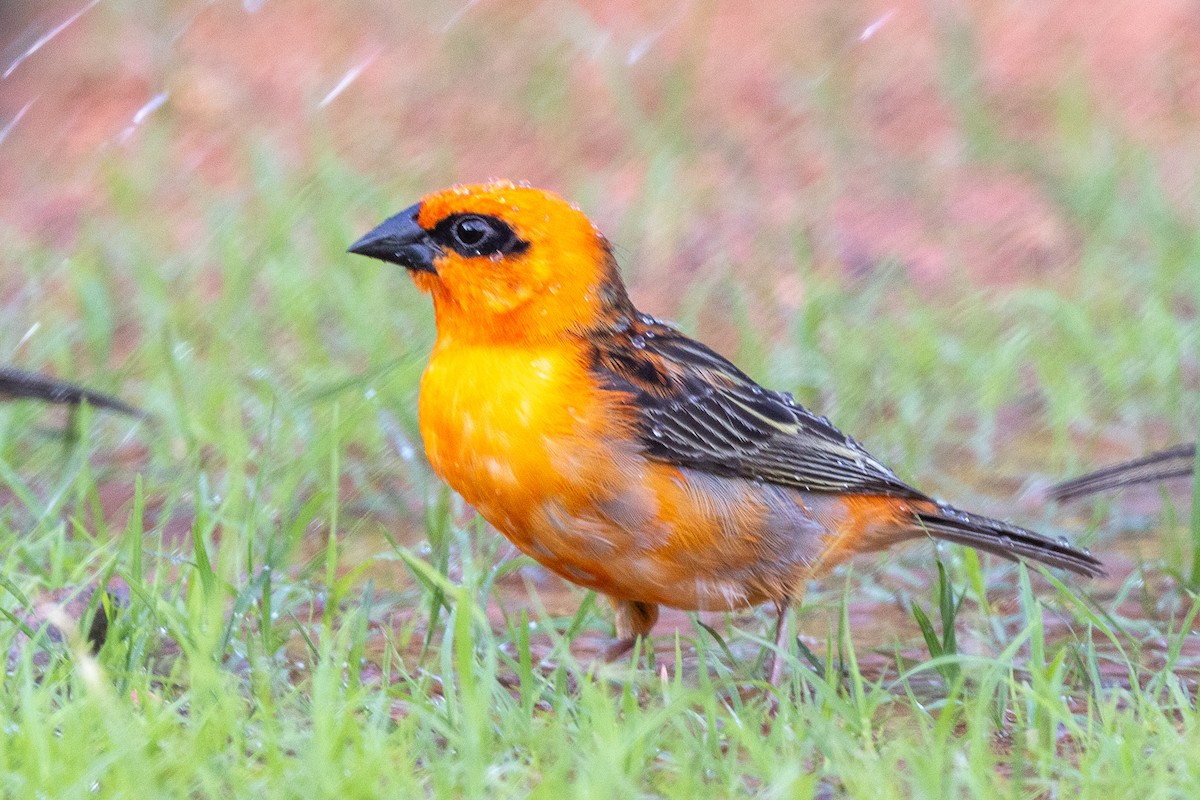 Foudi rouge - ML644269780