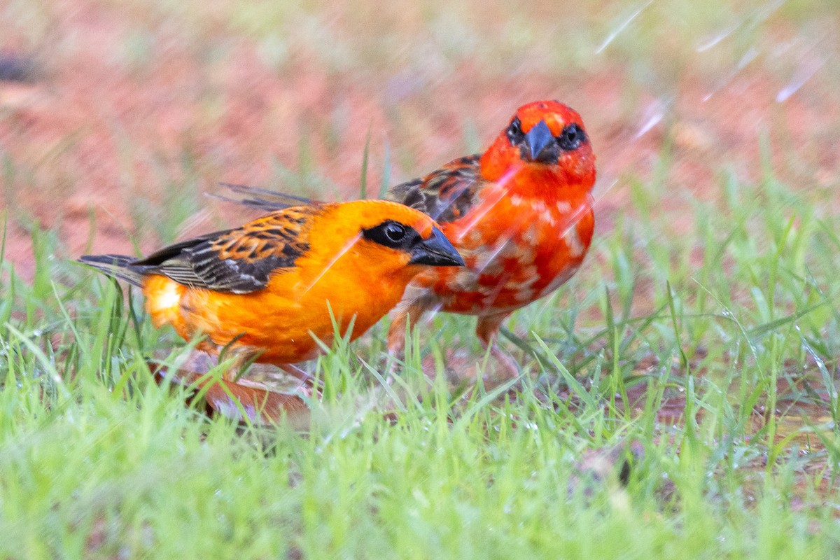 Foudi rouge - ML644269781