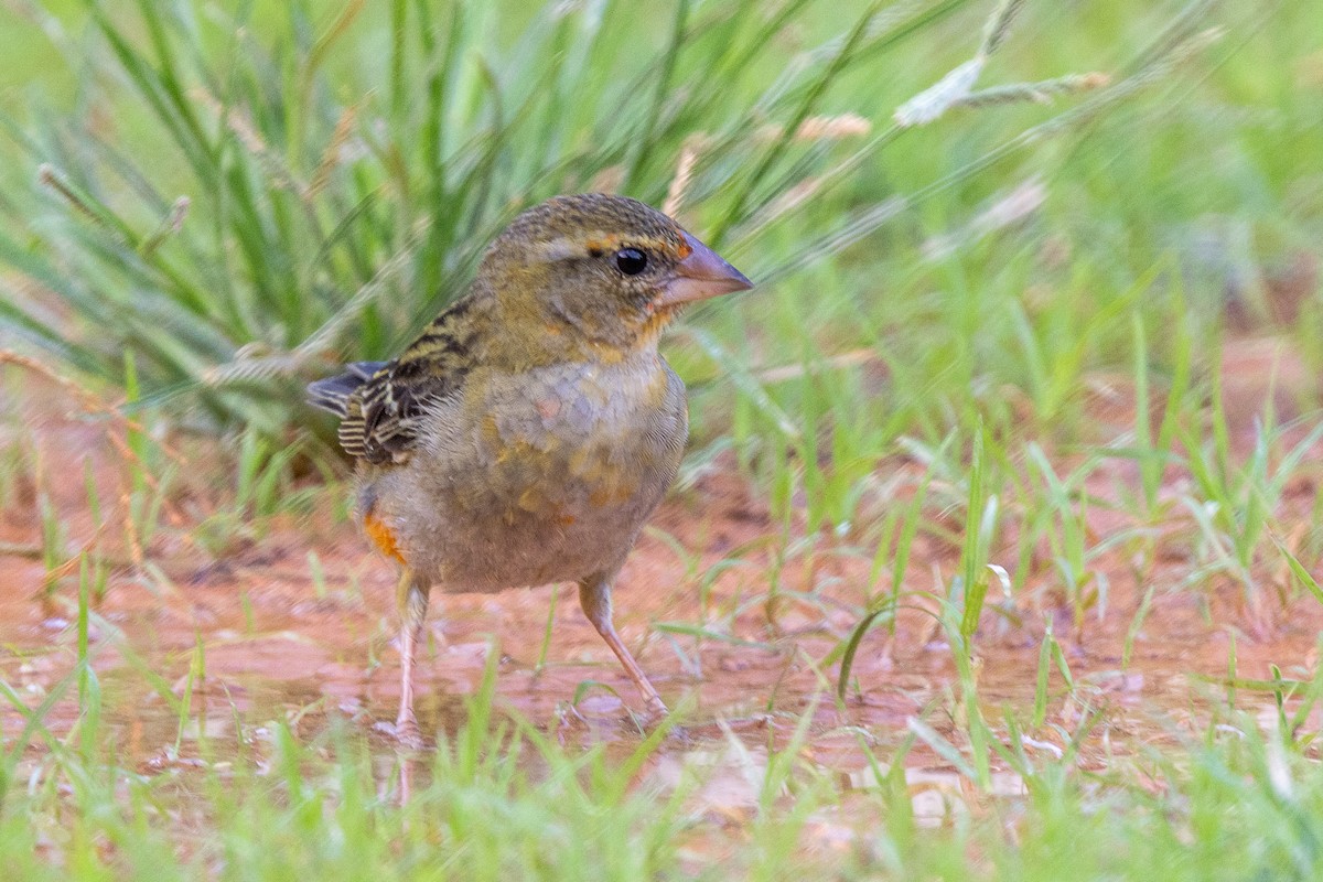 Foudi rouge - ML644269782
