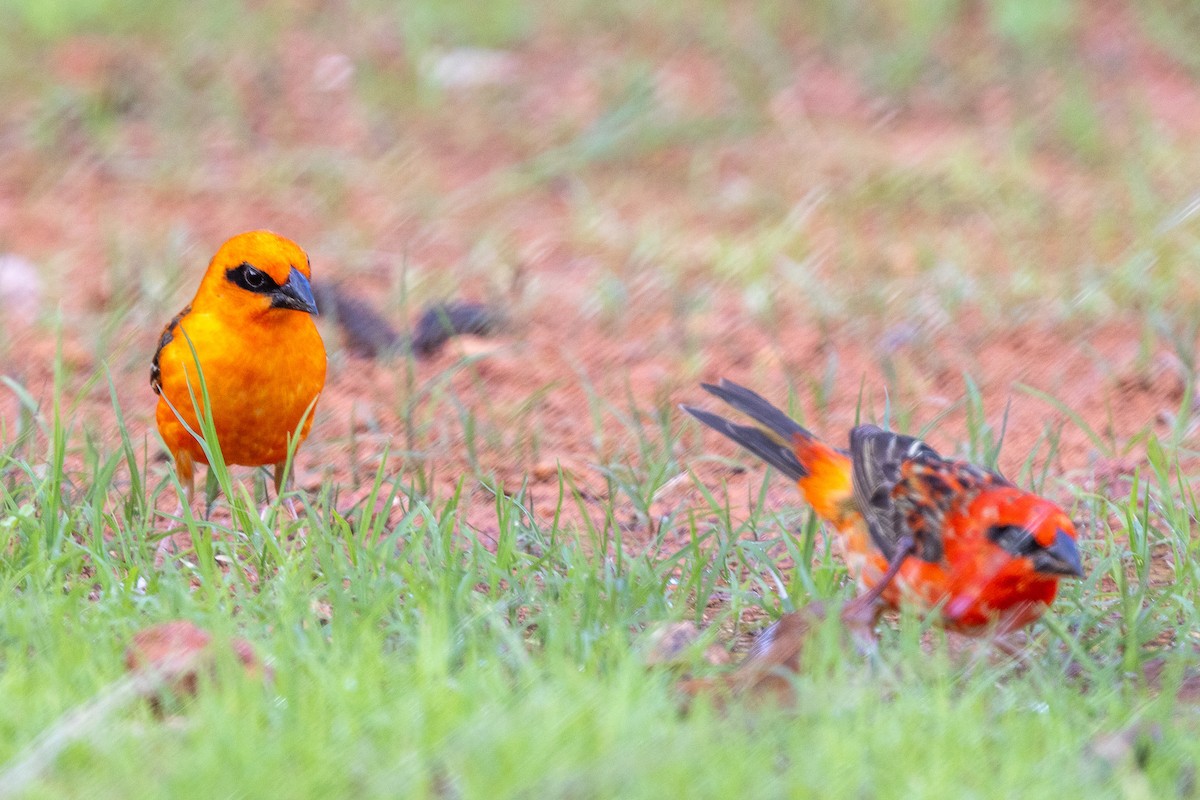 Foudi rouge - ML644269783