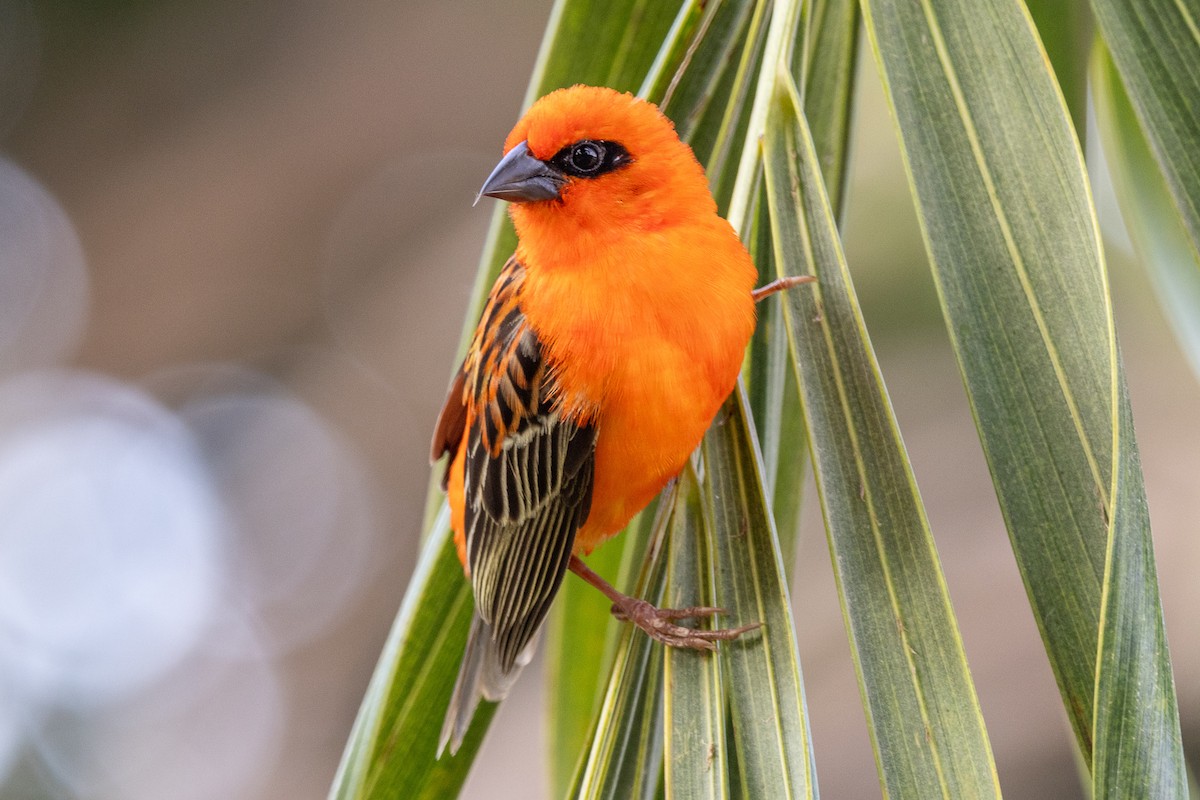 Foudi rouge - ML644269784