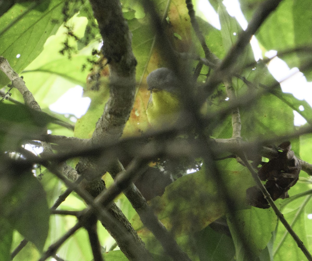 Gray-hooded Warbler - ML644269786