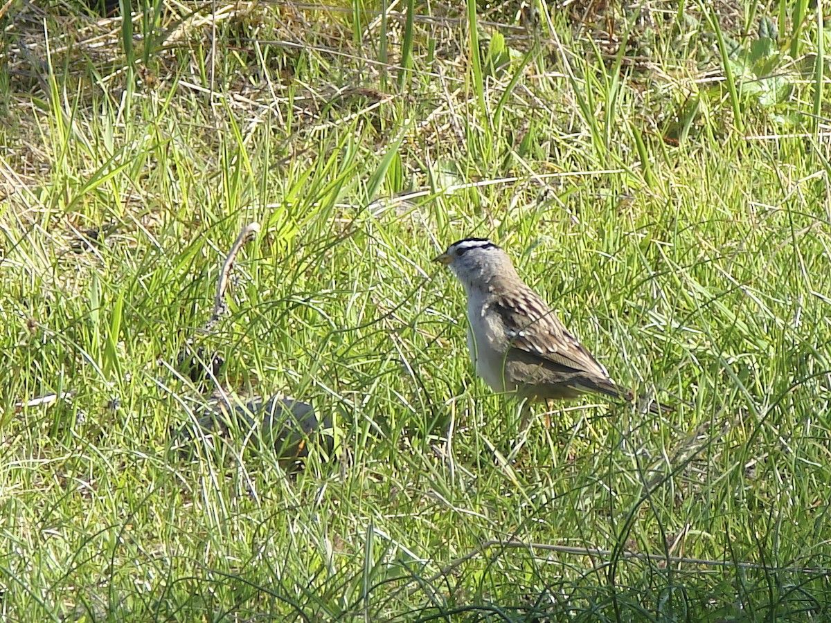 Dachsammer - ML644269788