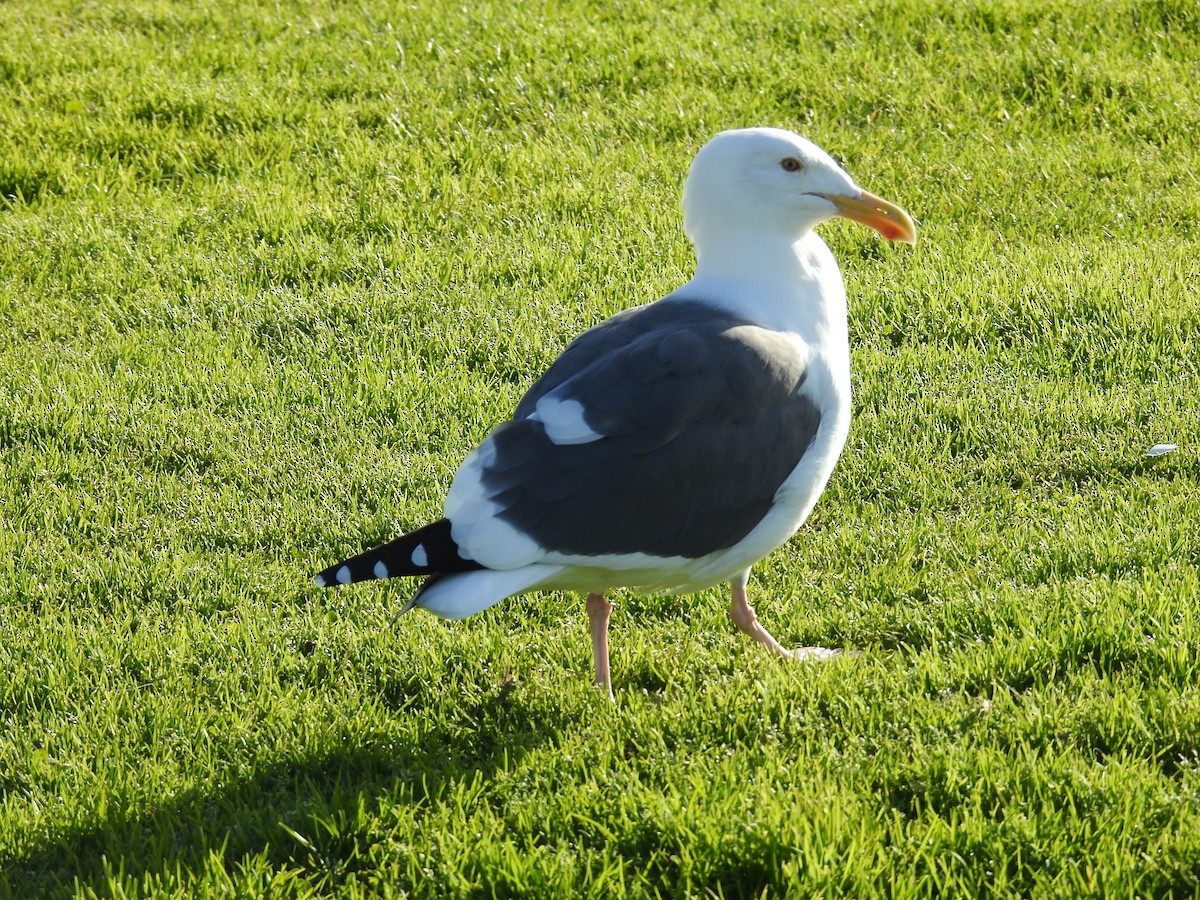 アメリカオオセグロカモメ - ML644269792