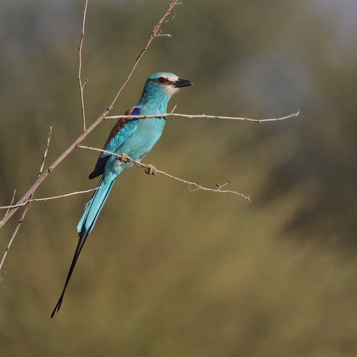 Abyssinian Roller - ML644269795