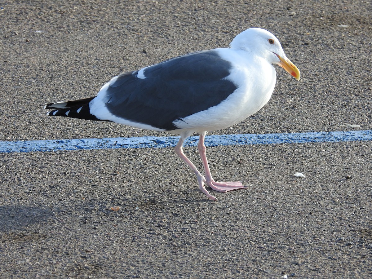 アメリカオオセグロカモメ - ML644269799