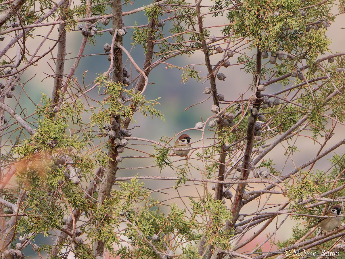 Ağaç Serçesi - ML644269819