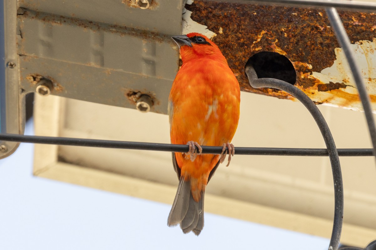 Foudi rouge - ML644269822