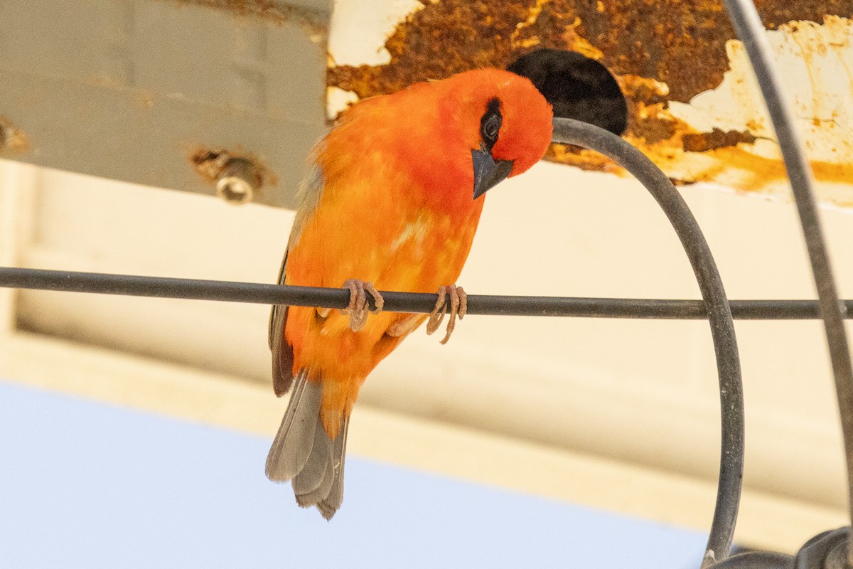 Foudi rouge - ML644269823