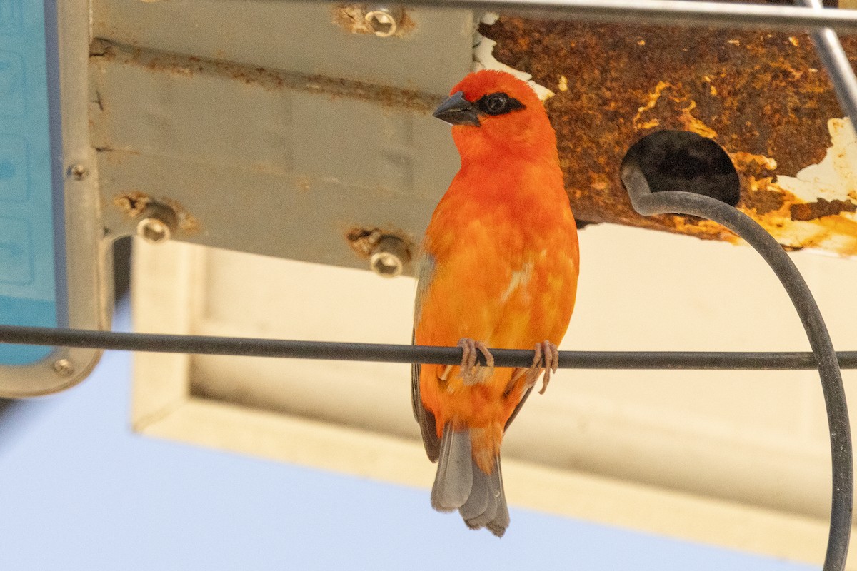 Foudi rouge - ML644269824