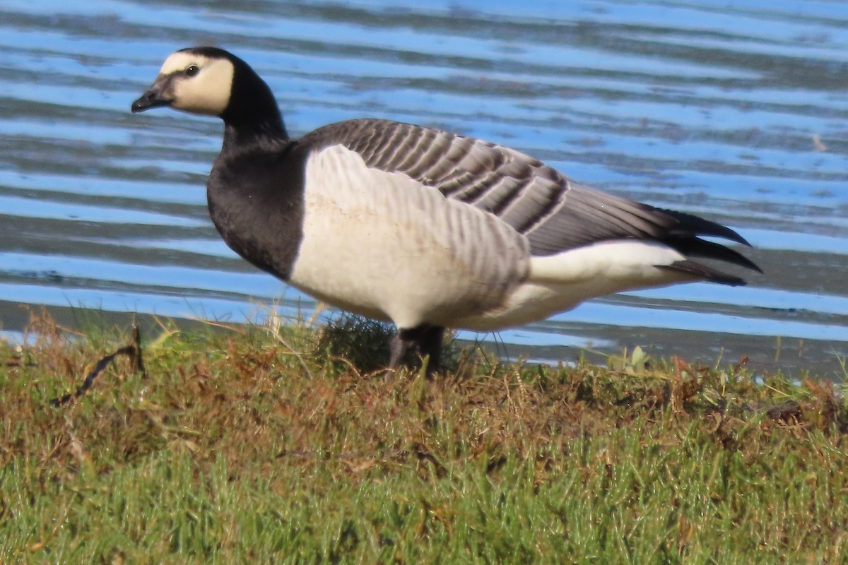 berneška bělolící - ML644269829