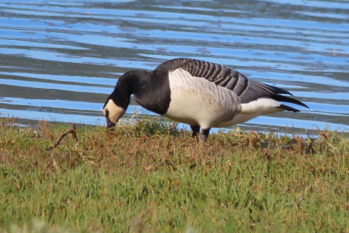 berneška bělolící - ML644269830