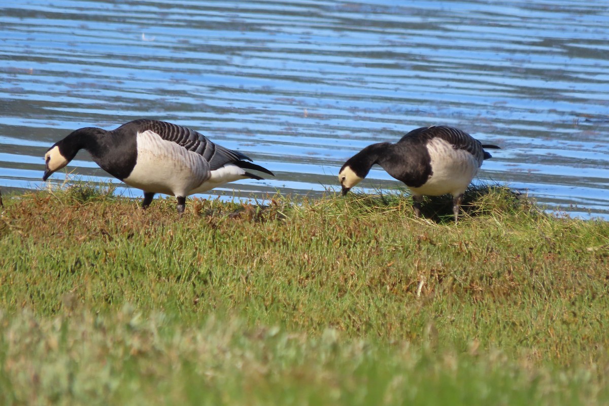 berneška bělolící - ML644269831