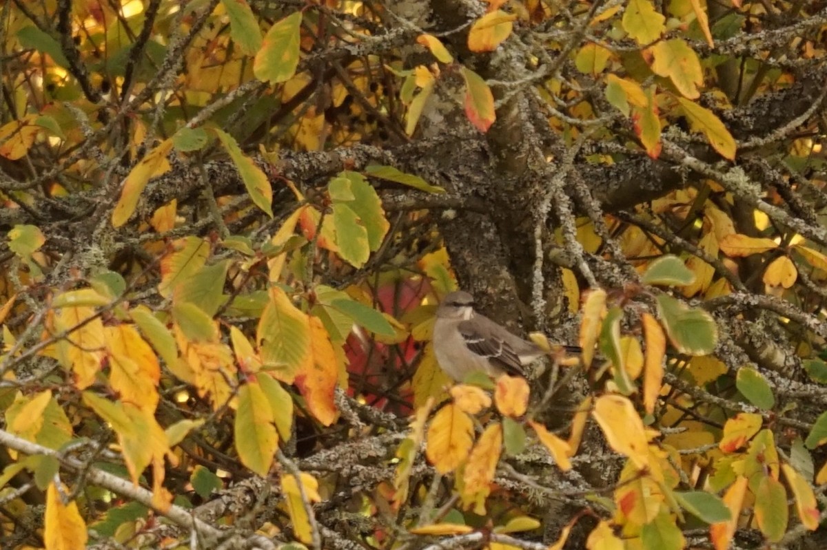 Northern Mockingbird - ML644269834