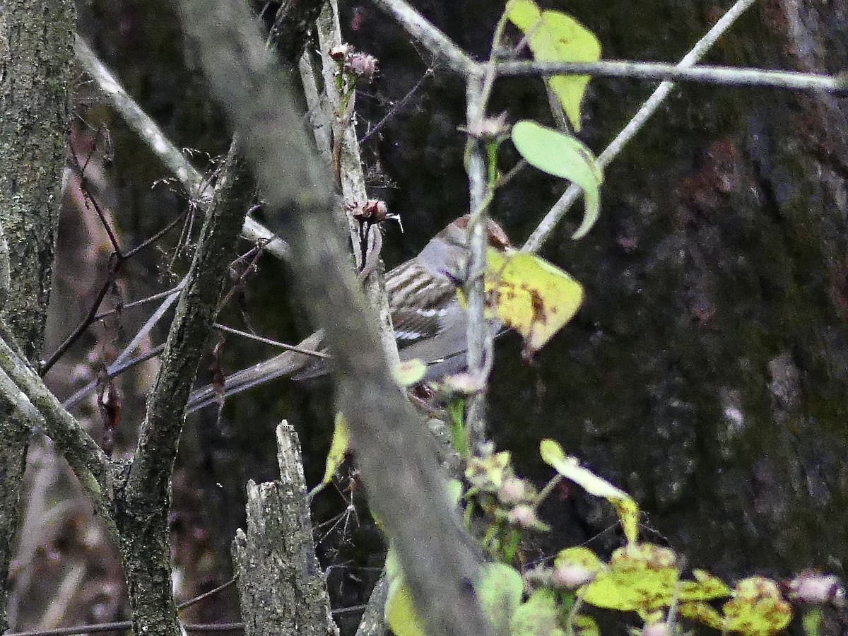 Dachsammer - ML644269837