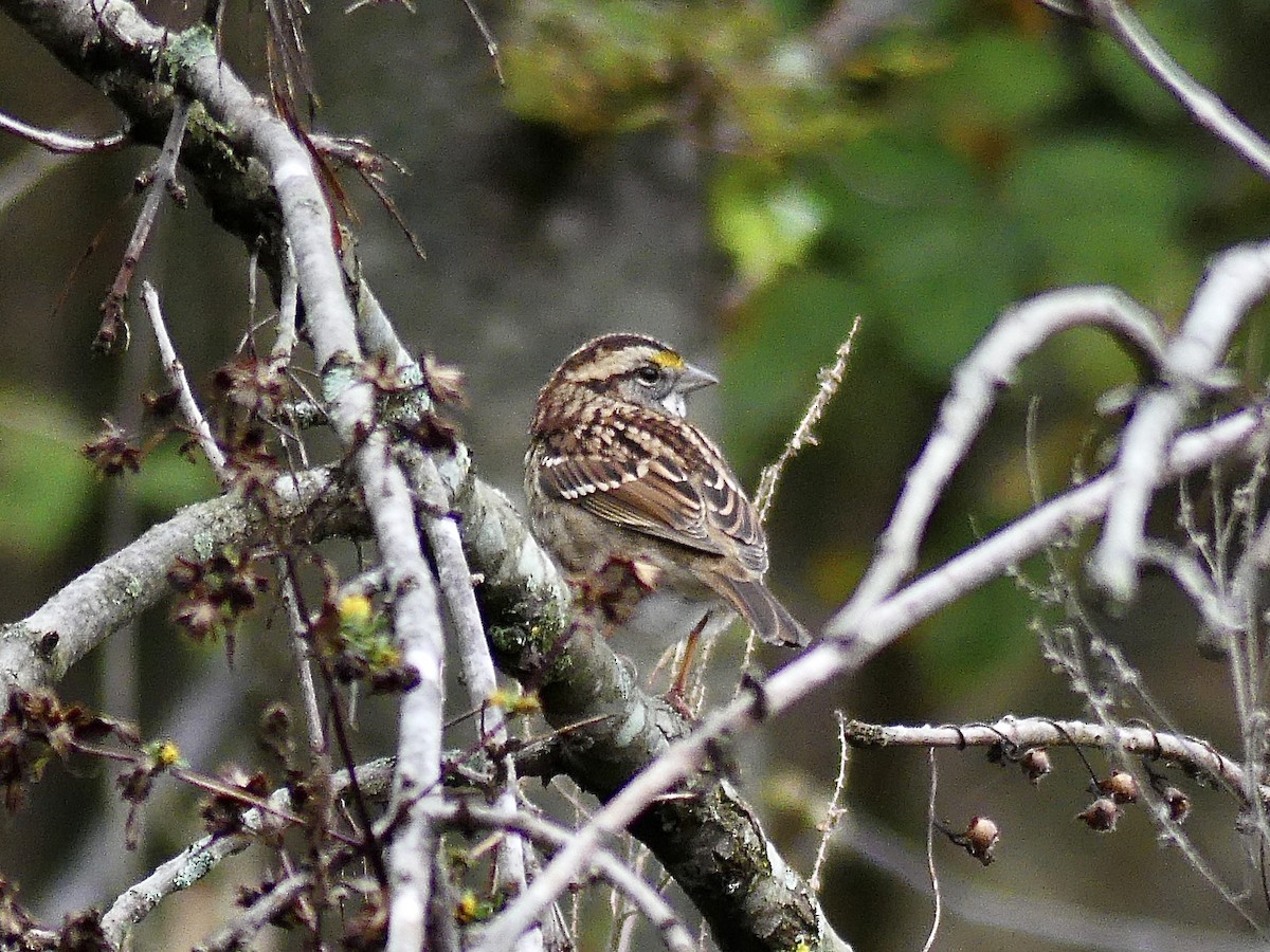 White-throated Sparrow - ML644269844