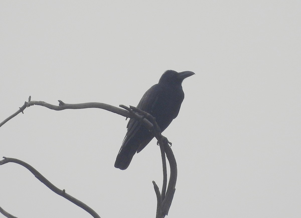 Ворона великодзьоба - ML644269857