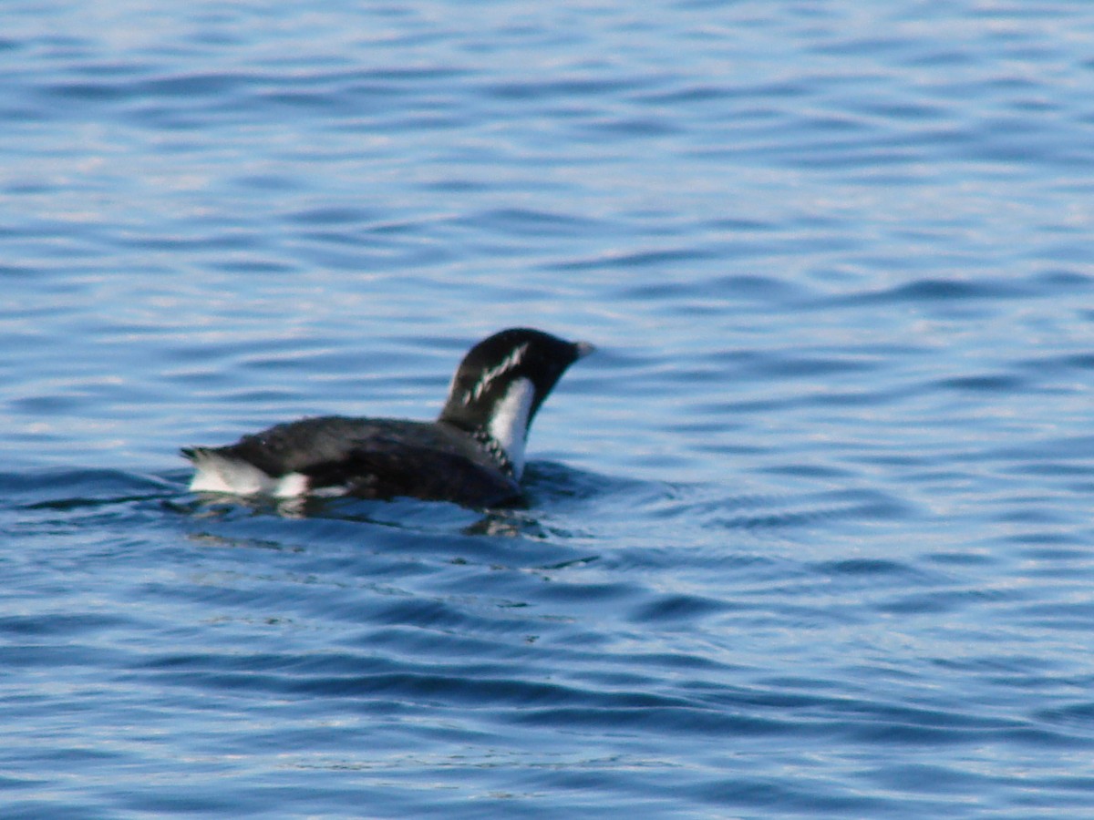 Ancient Murrelet - ML644269875