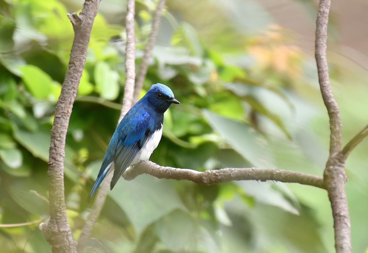 Blue-and-white Flycatcher - ML644269877