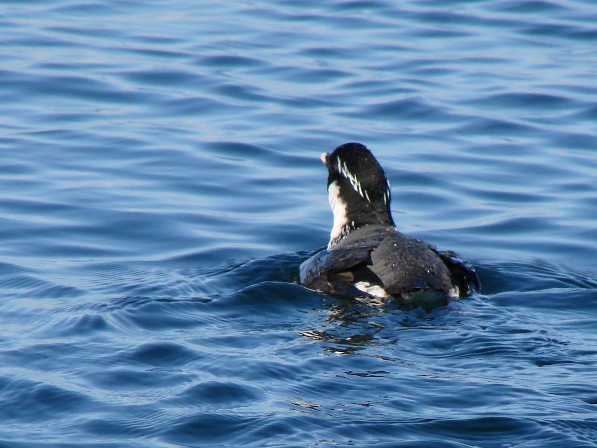 Ancient Murrelet - ML644269878