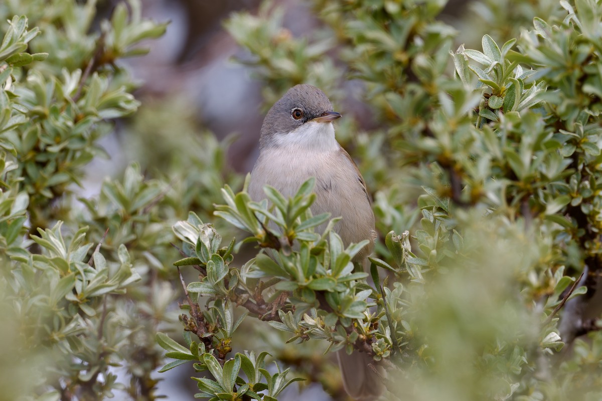 Sterpazzola - ML644269885