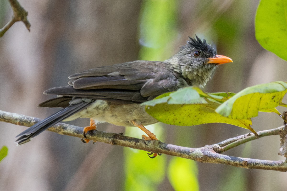 Seychelles Bulbul - ML644269909