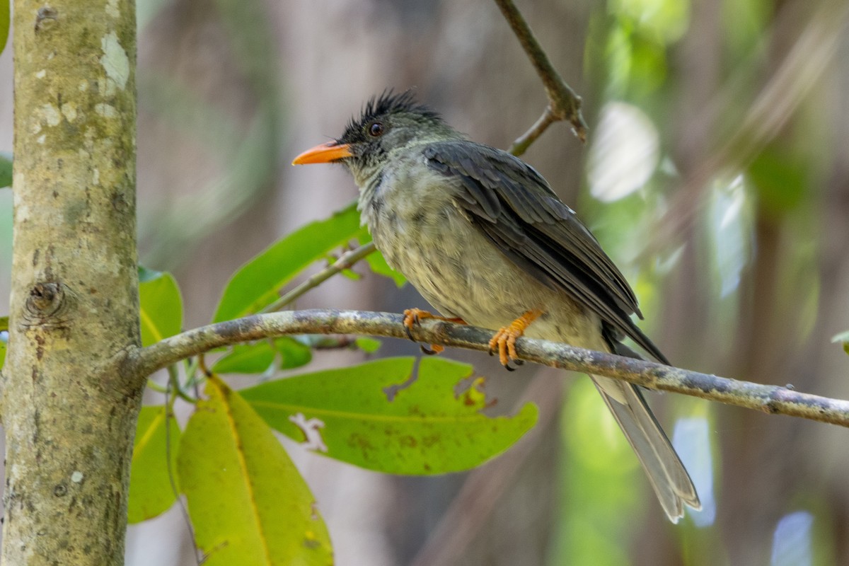 Seychelles Bulbul - ML644269910