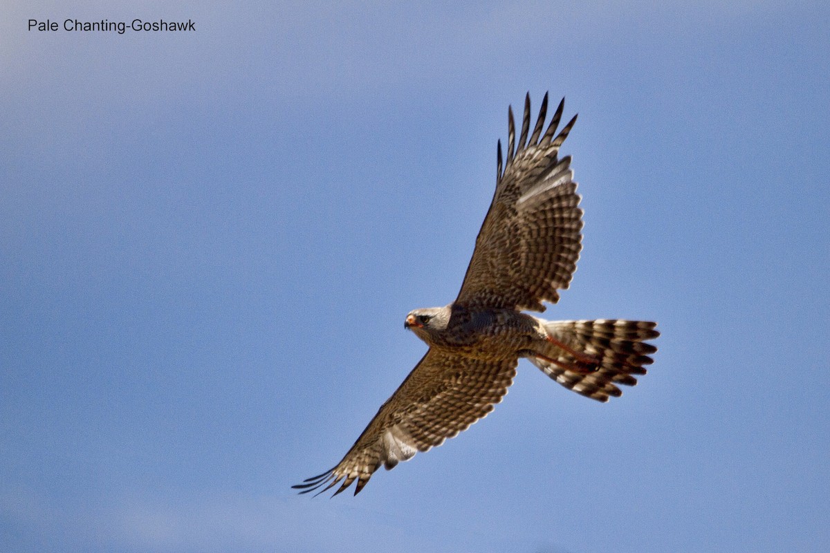 コシジロウタオオタカ - ML644269911