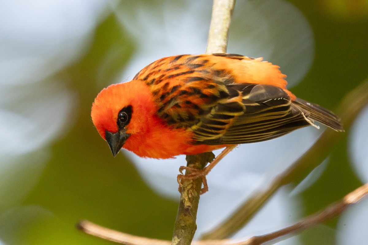 Foudi rouge - ML644269914