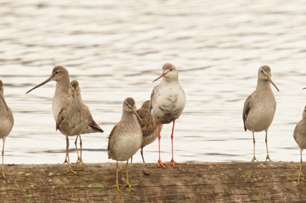 Spotted Redshank - ML644269917