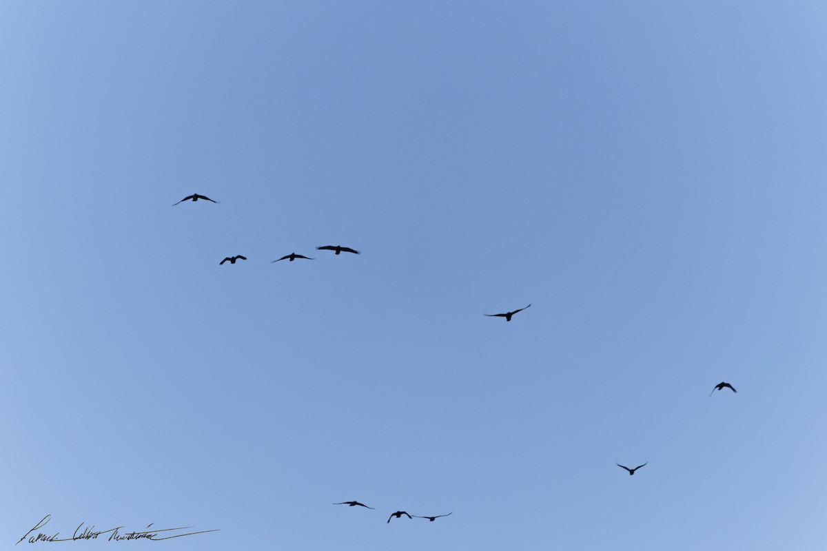 Cuervo Grande - ML644269932