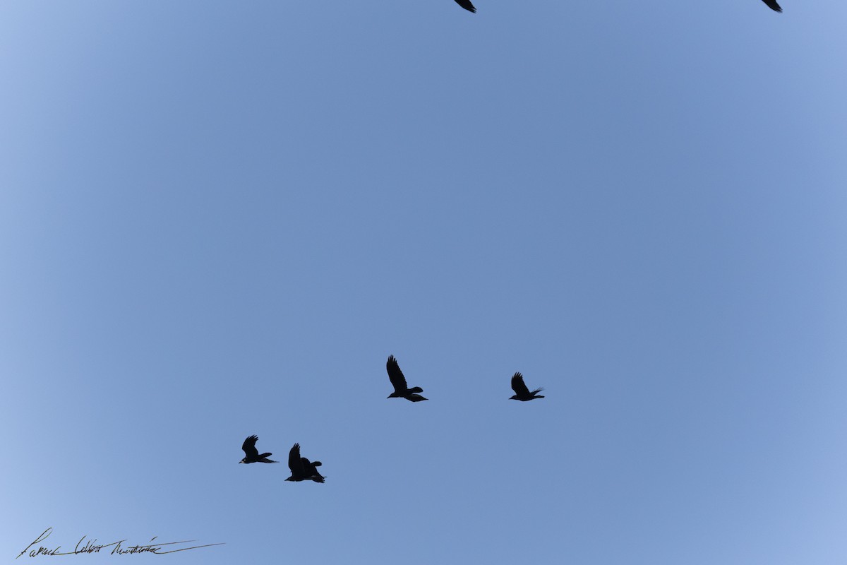 Cuervo Grande - ML644269933