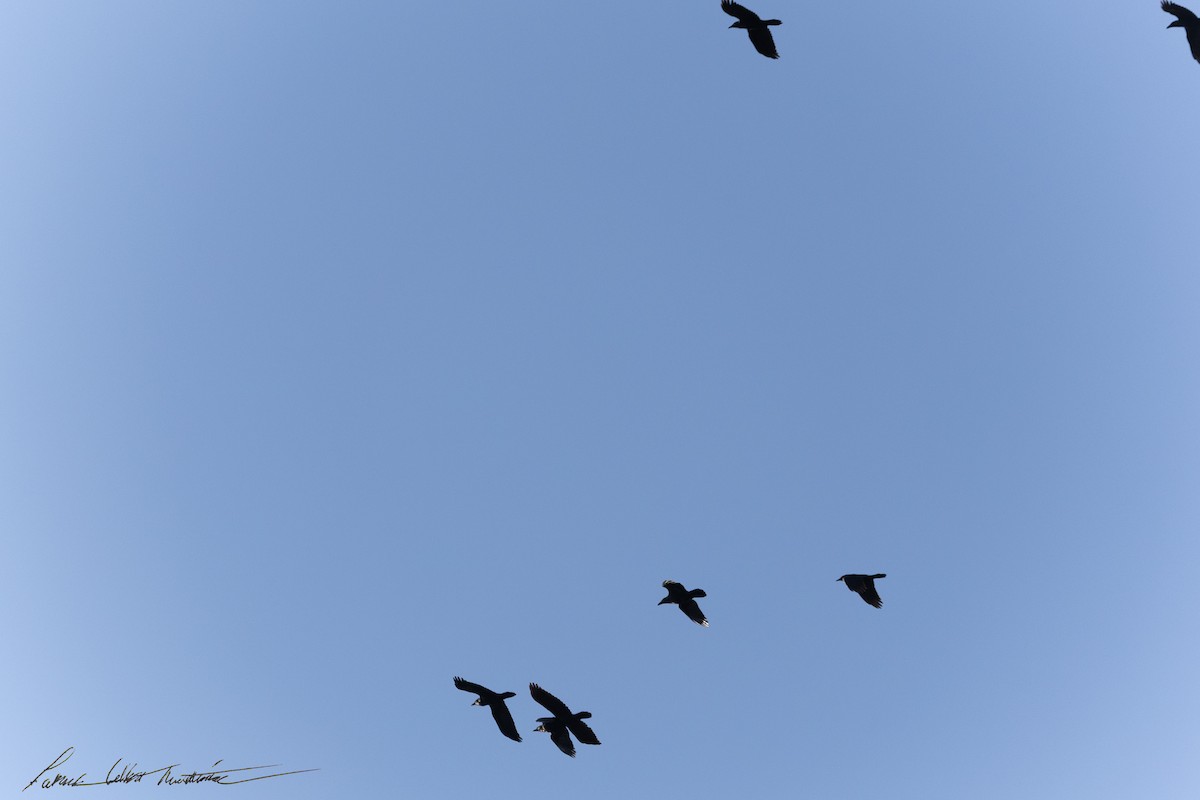 Cuervo Grande - ML644269934