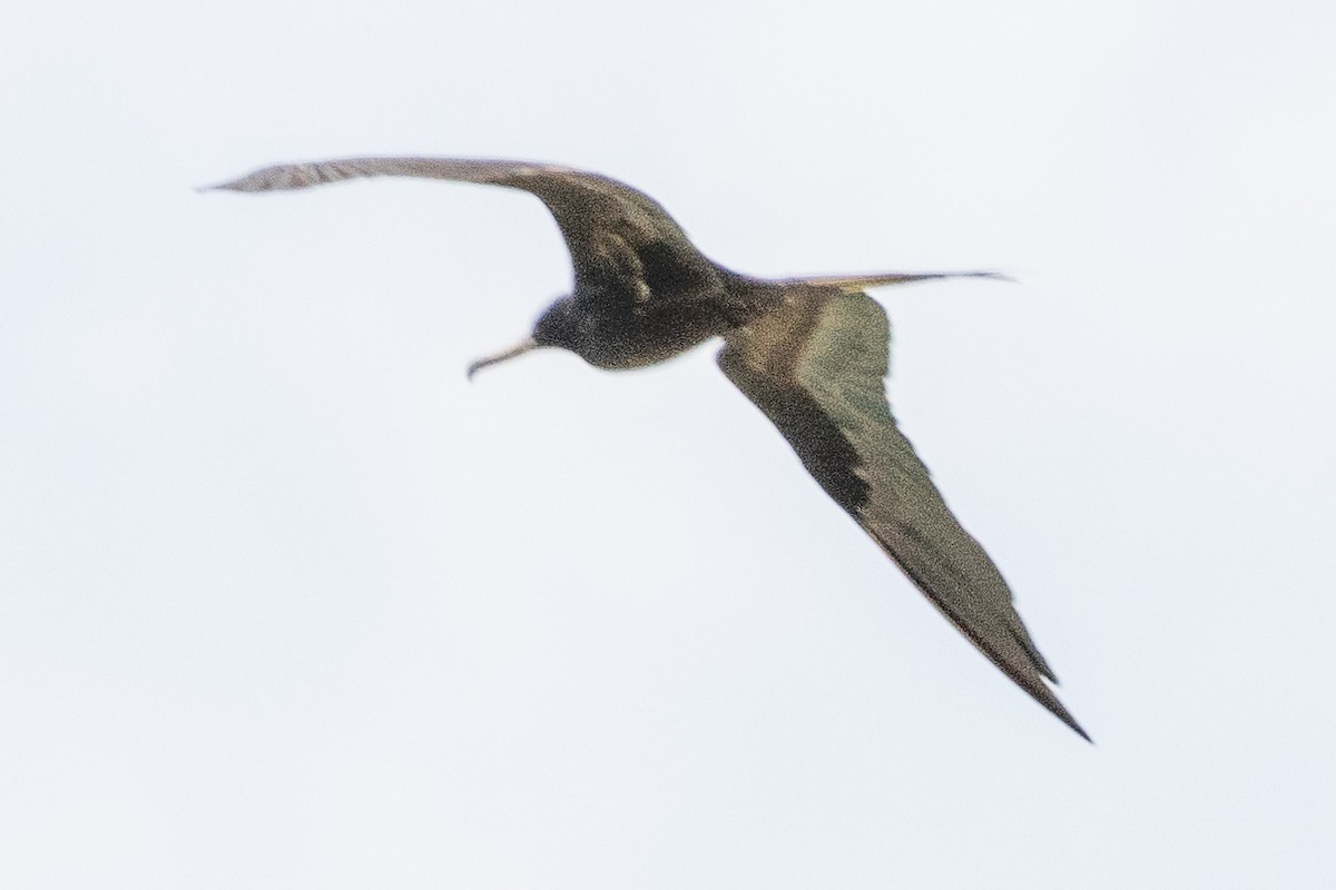 Great Frigatebird - ML644269939
