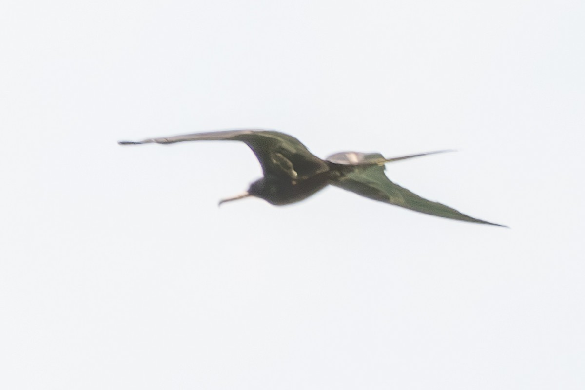 Great Frigatebird - ML644269940