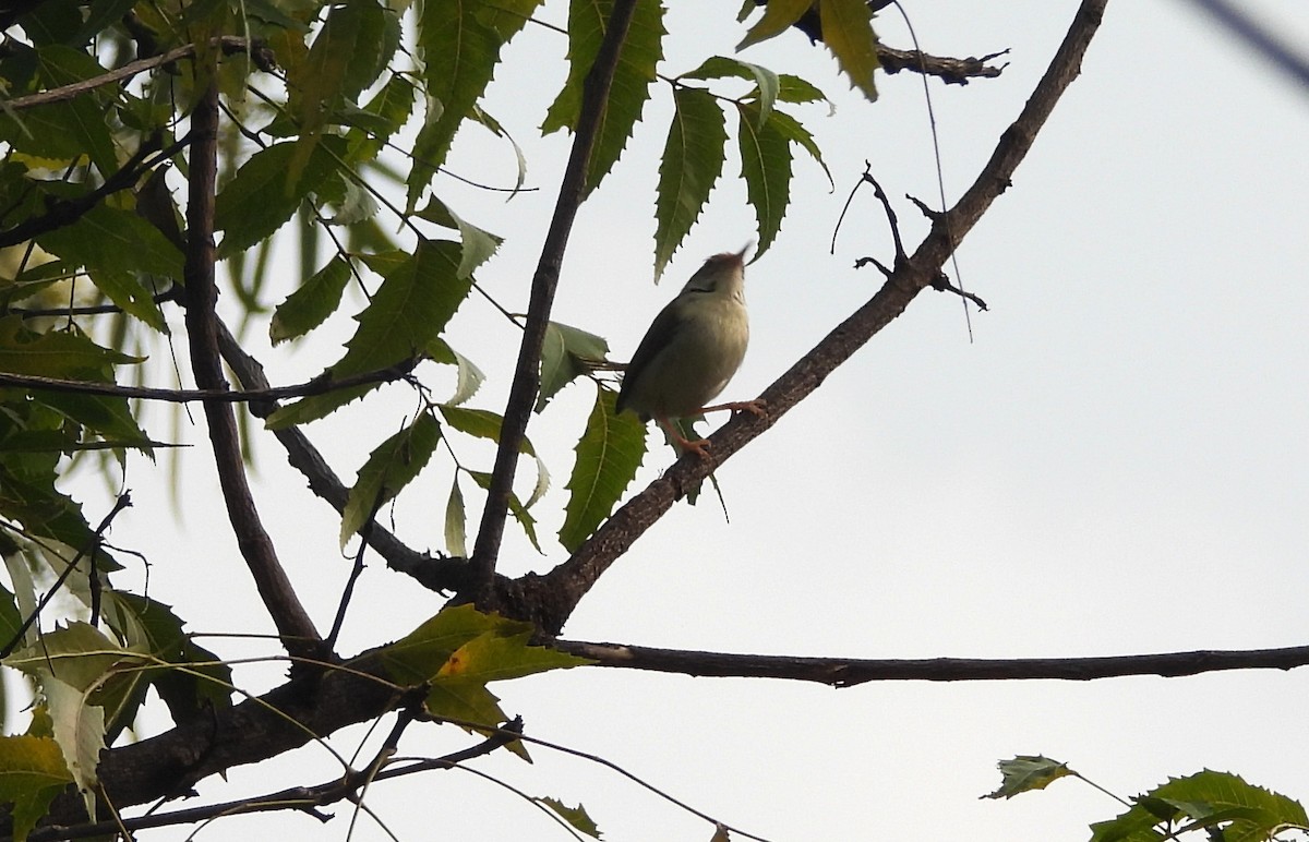 langstjertskredderfugl - ML644269951